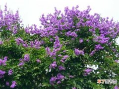 【花】怎样使紫薇年年繁花满枝