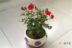 【玫瑰】新买的盆栽玫瑰蔫了，适当光照控制水量