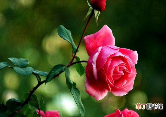 【玫瑰】月季如何区分月季和玫瑰：五种方法，教你练成火眼金睛