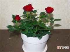 【冬季】玫瑰花的冬季养护，4个要点使玫瑰花安全过冬