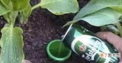【绿萝】用啤酒浇绿萝怎么配比，啤酒喷绿萝的注意事项