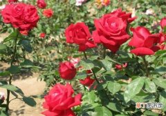 【区别】月季和蔷薇的区别带图，4种方法教你如何区别月季和蔷薇