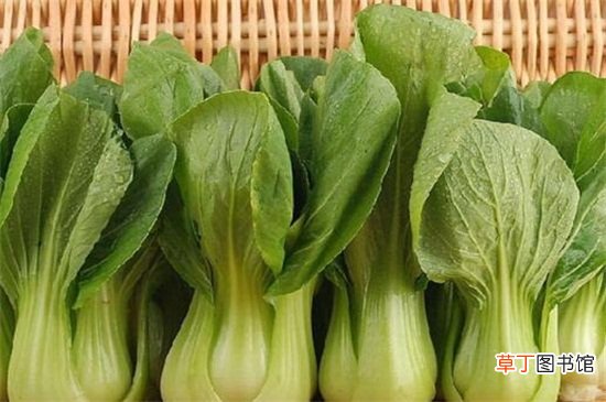 【青菜】最常见青菜有哪些，盘点十种常见青菜