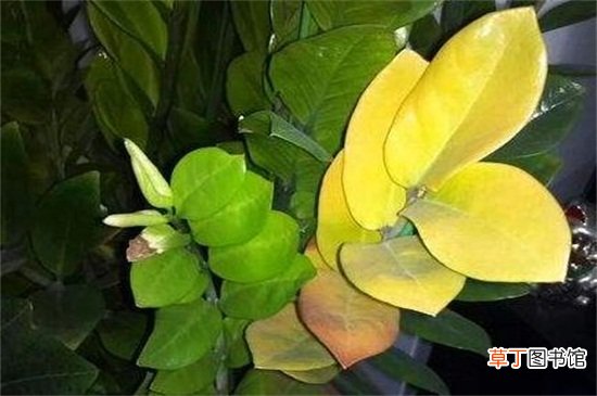 【叶子】花的叶子变黄怎么救活，适当光照加强水肥管理