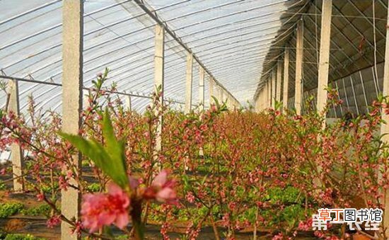 【大棚】桃树的大棚种植技术有哪些？