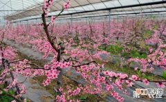 【大棚】桃树的大棚种植技术有哪些？