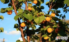 【树】不同时期杏树的施肥方法有哪些？