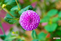 【大丽花】紫色大丽花盆栽图片有哪些？