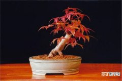【盆景】红枫盆景怎么摘叶，有哪些方法？