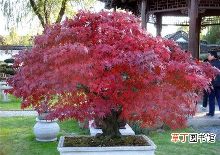 【盆景】红枫盆景怎么摘叶，有哪些方法？