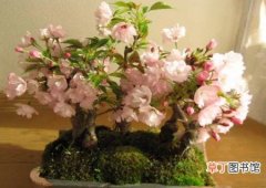 【花盆】樱花盆栽修剪方法有哪些？