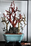 【树】珊瑚盆景树图片有哪些？