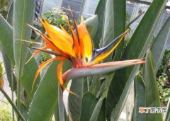 【花】鹤望兰名字的由来，花朵酷似仙鹤头部而得名