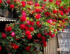 【区别】蔷薇和月季的区别：从花的簇生数量上很容易区分