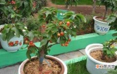 【盆栽】樱桃籽可以种成小盆栽吗，可以/五年才会结出果实