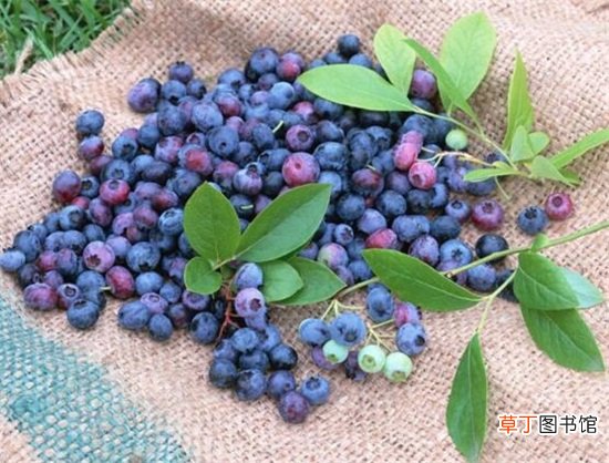 【吃】蓝莓牛奶能一起吃吗，不建议一起吃容易腹痛腹泻