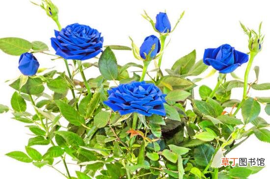 【蓝玫瑰】蓝色妖姬和蓝玫瑰的区别，四个方面清楚区分