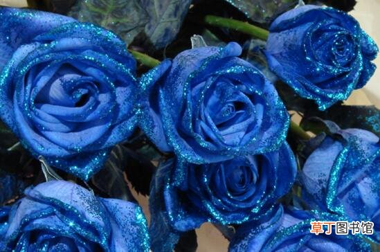 【蓝玫瑰】蓝色妖姬和蓝玫瑰的区别，四个方面清楚区分