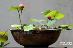 【荷花】盆栽荷花如何选盆，从花盆材质/大小和花色方面挑选