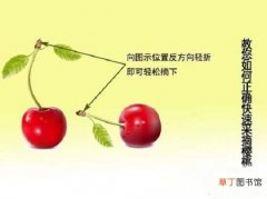 【方法】樱桃的采摘方法：按照樱桃果柄尾巴处反方向轻折即可