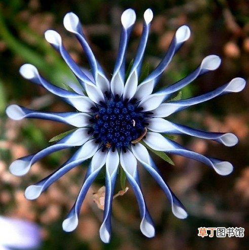 【花】世界上最奇异的10种花