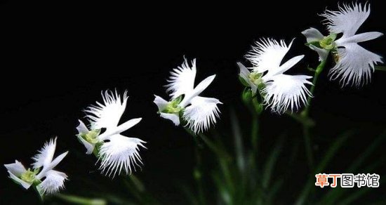 【花】世界上最奇异的10种花