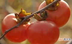 【成熟】柿子什么时候成熟：柿子的成熟季节在十月左右，但不同的品种成熟时
