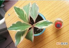 【冬季】三色椒草的养殖方法：冬季防寒、夏季防热