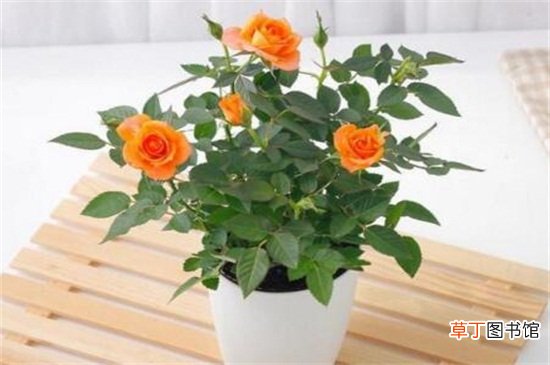 【种植方法】玫瑰花可以剪枝摘种植，剪枝两种摘种植方法