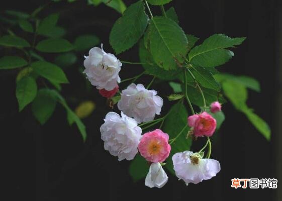 【方法】蔷薇花焉了怎么办，四个方法让蔷薇花满恢复精神