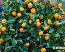 【养殖方法】金桔树的养殖方法和注意事项：忌花期喷水,防止雨淋
