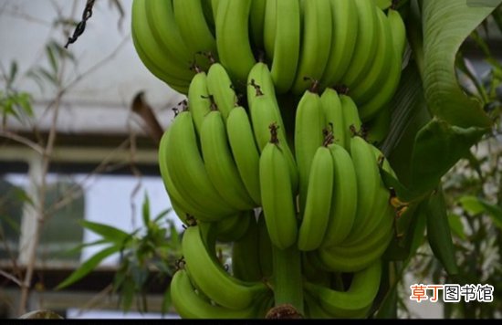 【香蕉】植物科普|香蕉采收为什只摘青色的