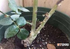 【虫害】双线竹芋的虫害及防治方法，喷洒相关药剂防治
