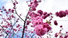【季节】梅花是什么季节开的花