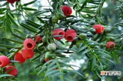 【肥料】曼地亚红豆杉用什么肥料，有机肥可促植物生长