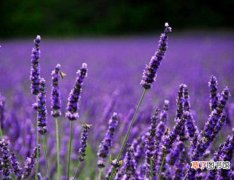 【紫色】常见的紫色花有哪些，盘点15种最神秘最高贵的美丽花朵