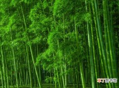 【多】凤尾竹多久浇一次水，春夏季一天1～2次或两天一次