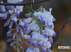 【花卉】紫藤属何种花卉