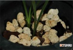 【繁殖】兰花捂老头繁殖的方法，可以裹水草插沙盆随意栽种