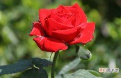 【颜色】玫瑰花的含义：不同颜色、朵数的玫瑰，含义不同