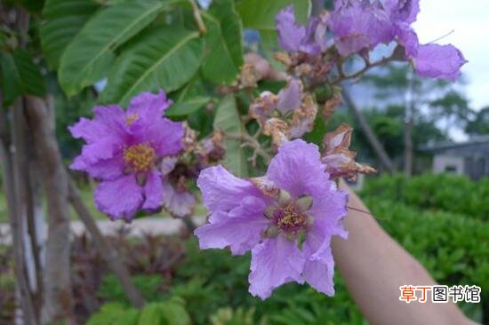 【品种】紫薇花有哪些品种，紫薇/赤薇/银薇/翠薇