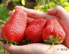 【品种】草莓品种有哪些：中国自主培育和从国外引进的新品种有200-300个
