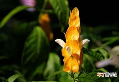 【养殖方法】金苞花的养殖方法：喜高温高湿环境