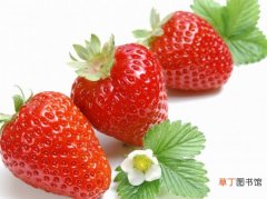 【成熟】草莓什么时候成熟：草莓的成熟时间大约在2—3月份