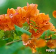 【花】三角梅一年能开几次花，三角梅的养植方法和注意事项