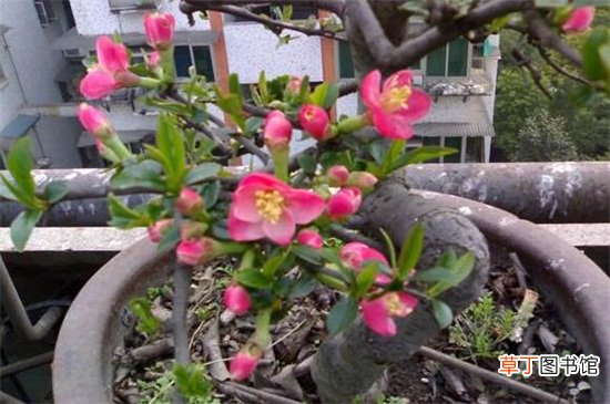 【养殖方法】木本海棠花的养殖方法如下，4个步骤让海棠花开满花