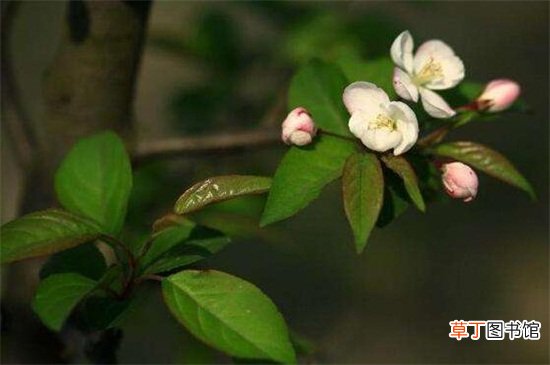 【养殖方法】木本海棠花的养殖方法如下，4个步骤让海棠花开满花