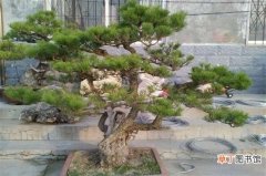 【种类】中国松树的种类有哪些，盘点中国十大松树的种类