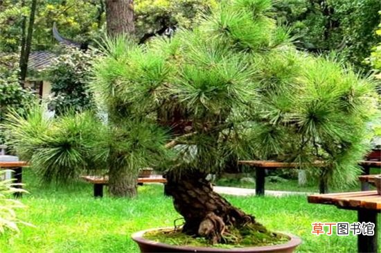 【种类】中国松树的种类有哪些，盘点中国十大松树的种类
