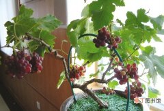 【盆栽】阳台盆栽葡萄如何养护